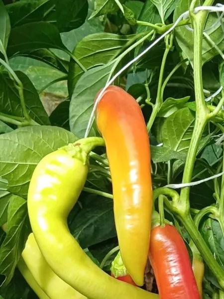 zheltyy-banan-6-182448