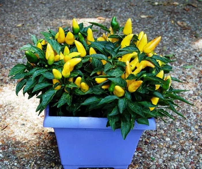 zheltyy-bum-2-185418