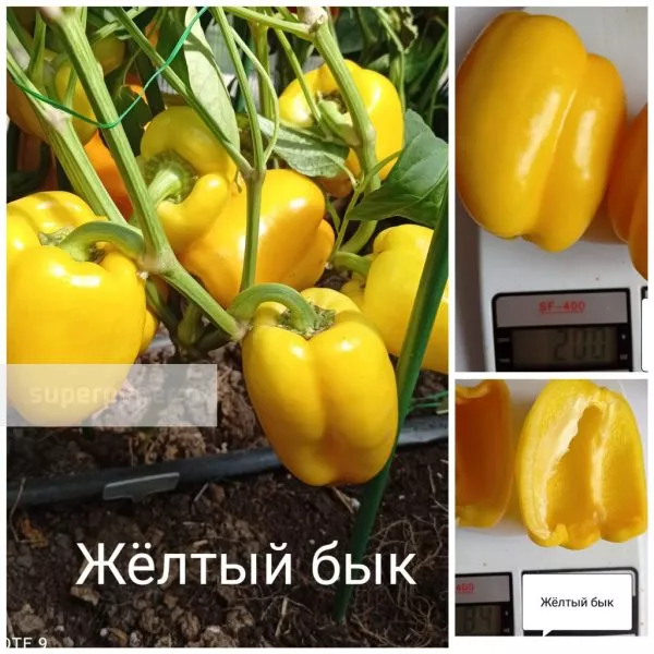 zheltyy-byk-2-190445