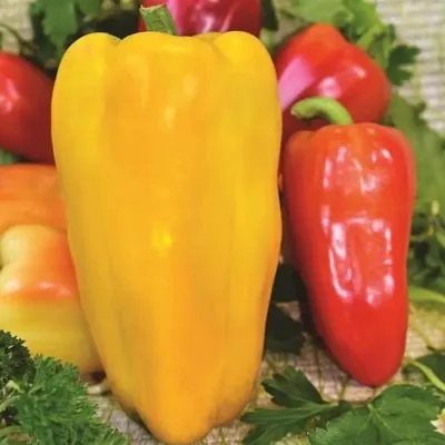 zheltyy-byk-4-190445