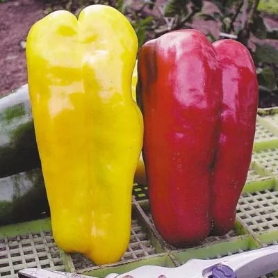 zheltyy-byk-5-190445