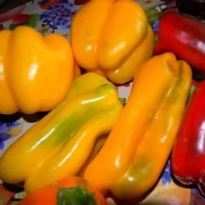 zheltyy-byk-6-190445