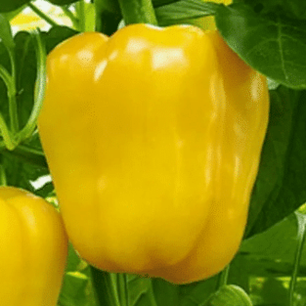 zheltyy-byk-main-190445