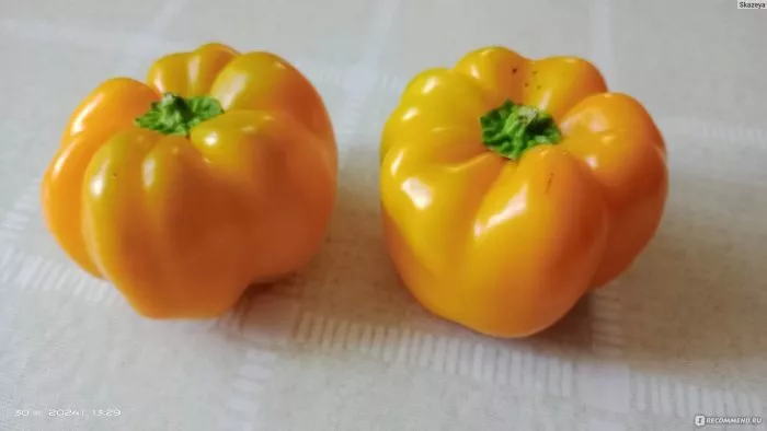 zheltyy-kolokol-1-185196