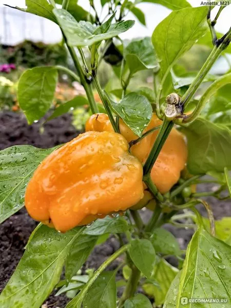 zheltyy-kolokol-2-185196