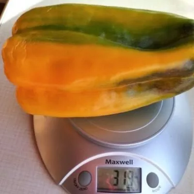 zheltyy-kolokol-7-185196