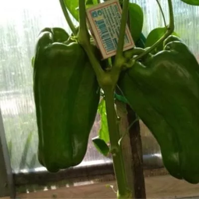 zheltyy-kolokol-8-185196