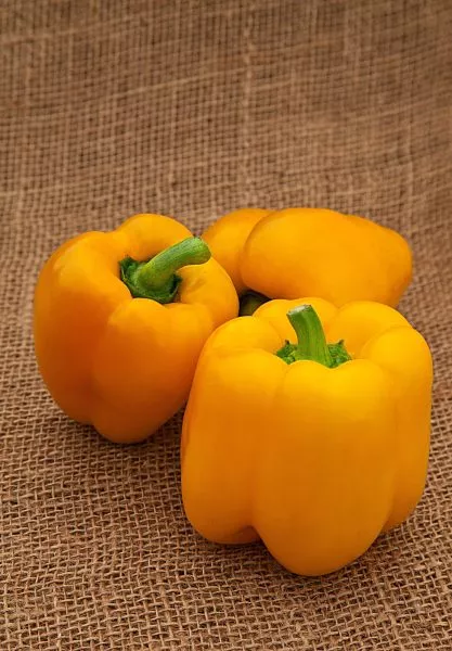 zheltyy-kolokol-main-185196