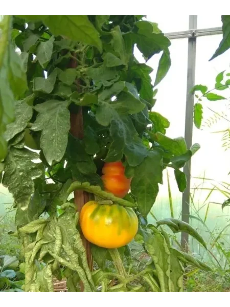 zheltyy-mramor-1-171862