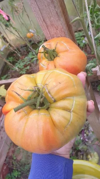 zheltyy-mramor-3-171862