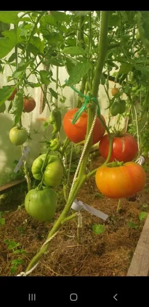 zheltyy-mramor-5-171862