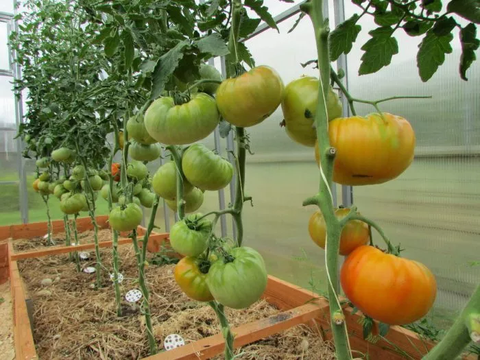 zheltyy-mramor-9-171862