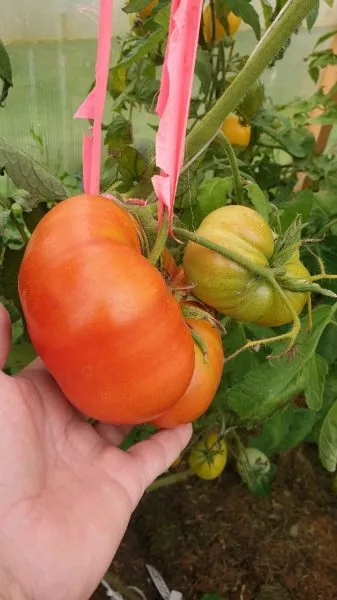 zheltyy-mramor-main-171862