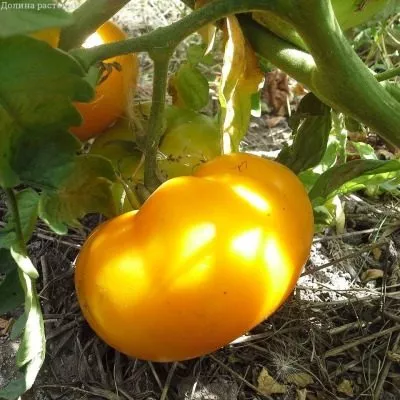 zheltyy-shar-4-175528