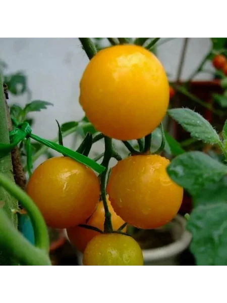 zheltyy-shar-main-175528