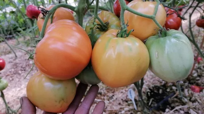 zheltyy-volynschik-1-176451