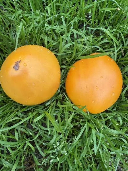 zheltyy-volynschik-2-176451