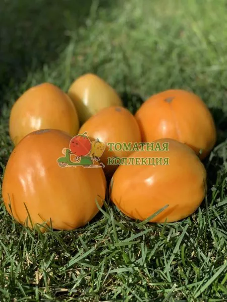 zheltyy-volynschik-4-176451