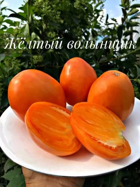 zheltyy-volynschik-5-176451