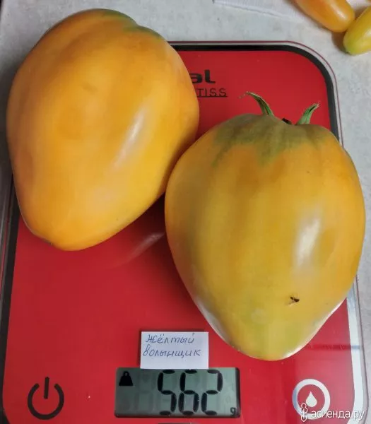 zheltyy-volynschik-7-176451