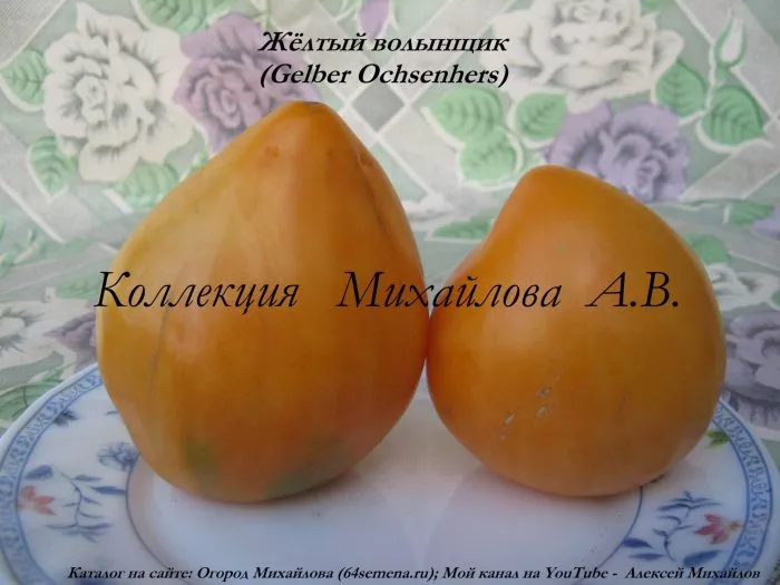 zheltyy-volynschik-8-176451