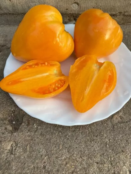 zheltyy-volynschik-main-176451