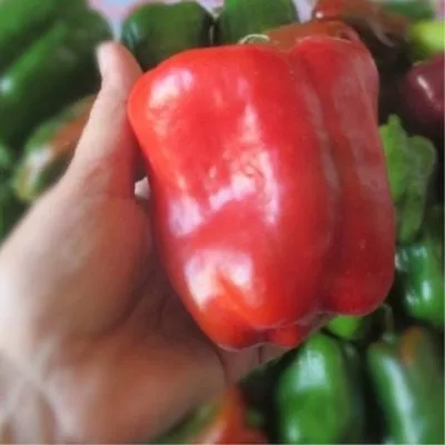 zhemchuzhina-sibiri-3-186131