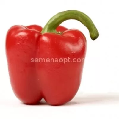 zhemchuzhina-sibiri-4-186131