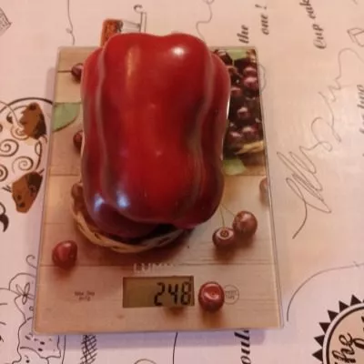 zhemchuzhina-sibiri-6-186131