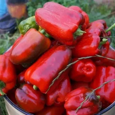 zhemchuzhina-sibiri-main-186131