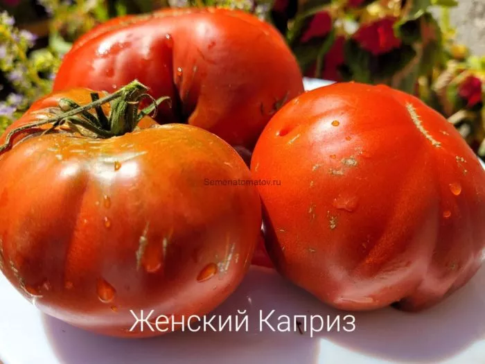 zhenskiy-kapriz-main-176023