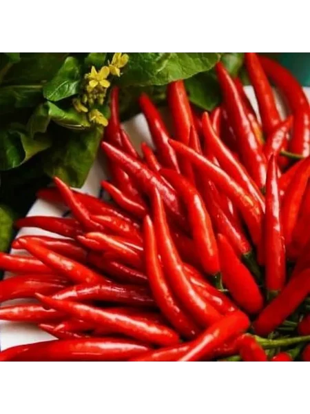 zhguchaya-perchinka-main-183644