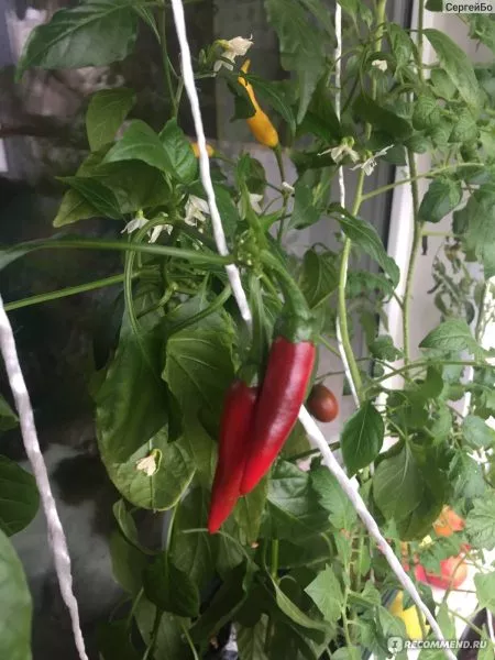 zhguchiy-us-1-185491