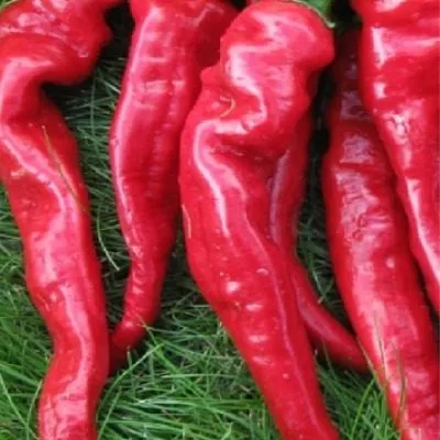 zhguchiy-yazyk-3-180131