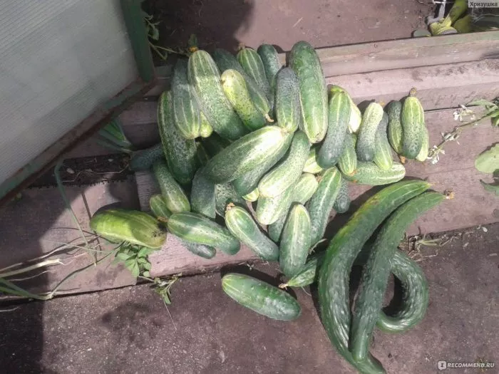 zmey-iskusitel-2-198594