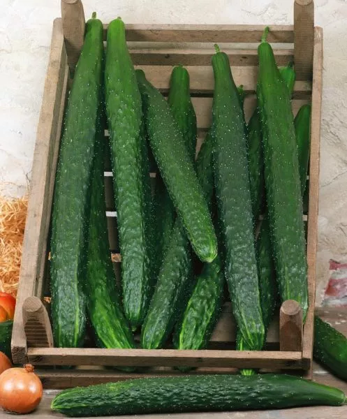 zmey-iskusitel-3-198594