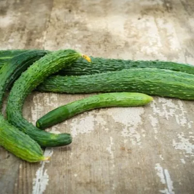 zmey-iskusitel-4-198594