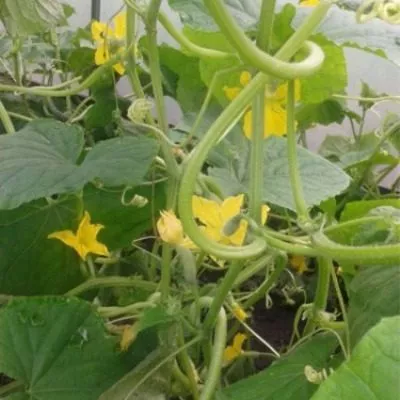 zmey-iskusitel-5-198594