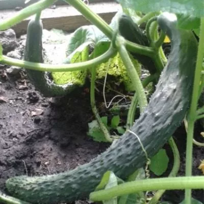 zmey-iskusitel-6-198594