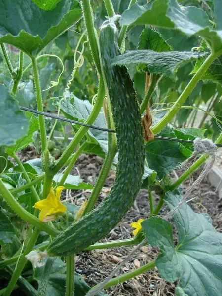 zmey-iskusitel-main-198594