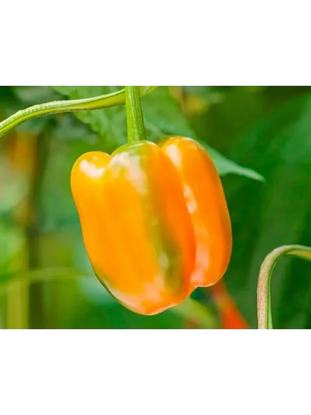 znatnyy-tolstyak-1-186203