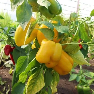 znatnyy-tolstyak-4-186203