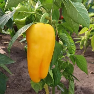 znatnyy-tolstyak-5-186203