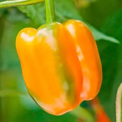 znatnyy-tolstyak-6-186203