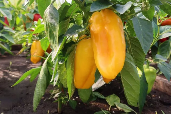 znatnyy-tolstyak-main-186203