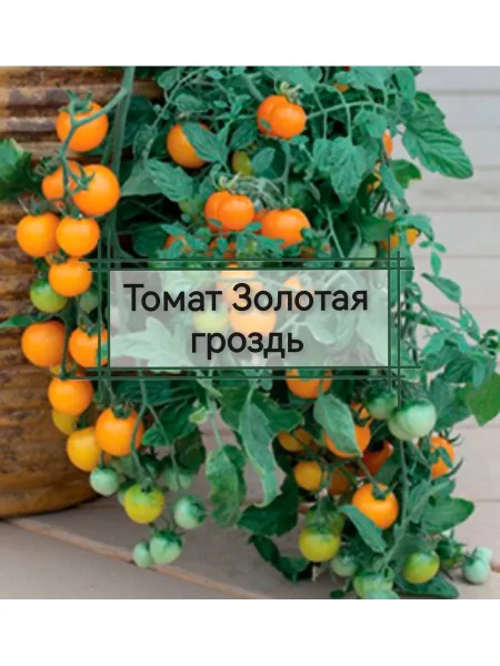 zolotaya-grozd-1-170340