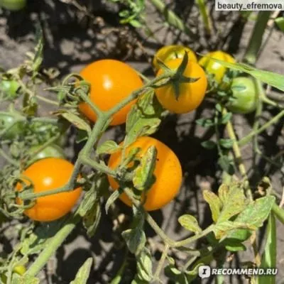 zolotaya-grozd-10-170340