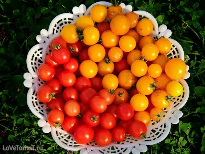 zolotaya-grozd-4-170340