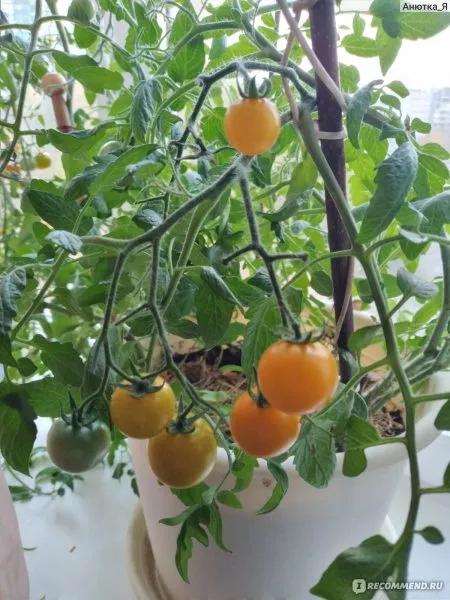 zolotaya-grozd-5-170340