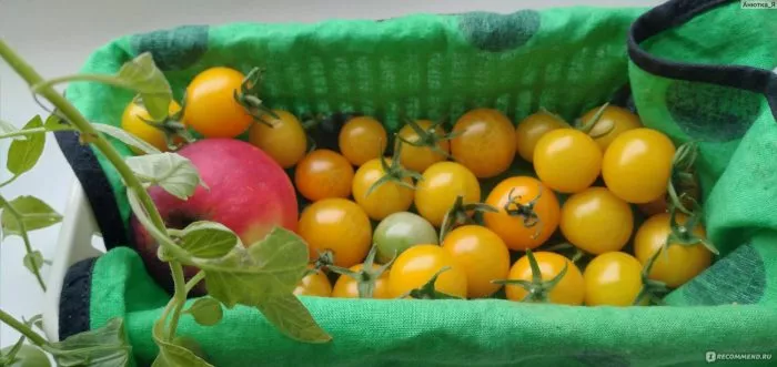 zolotaya-grozd-6-170340